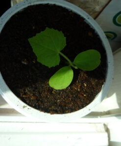 Mexican Miniature Watermelon 15 Seeds -Melothria scabra 25 61Te5BzbDlL