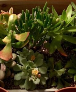 Mkono 2 Pack Watering Can, 250ML and 500ML Succulent Watering Bottle Plant Flower Squeeze Bottle Plastic Bend Mouth Safety Wash Bottle, Small and Medium, White 35 61ThhS8Jn9L