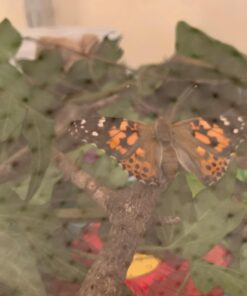 5 Live Caterpillars Shipped Now- Butterfly Kit Refill 49 61TpCcNPnL