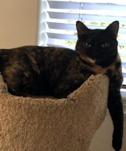 Purina Fancy Feast Limited Ingredient Wet Cat Food Complement, Broths - (16) 1.4 oz. Pouches Tuna, Shrimp & Whitefish 1.40 Ounce (Pack of 16) Standard Packaging 26 61TwRBjzGSL