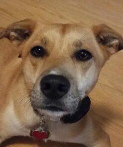 Petrainer Training Collar for Dogs - Waterproof Rechargeable Dog Training E-Collar with 3 Safe Correction Remote Training Modes, Static, Vibration, Beep for Dogs Small, Medium, Large 37 61TxxtgYM7L