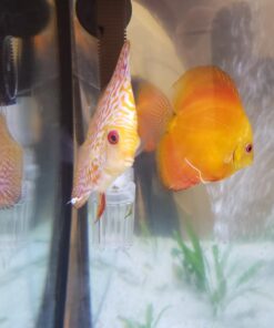 API General Cure Freshwater and Saltwater Fish Powder Medication 10-Count Box 1 17 61TzIRhyxjL