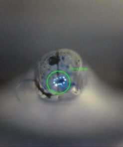 Opti-Tekscope Digital USB Microscope Camera- Advanced CMOS Sensor, True High Definition Macro 200x Zoom Imaging –1600 x 1200, Video, Superior Industrial Quality Base, 8 LED, Windows Mac Linux 64 61U AXttPEL