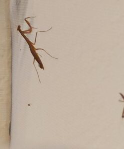Praying Mantis adults Case with Hatching Habitat Bag - 2 Praying Mantids Egg Cases 2 Pod Habitat Bag 24 61U2Akwb7SL