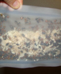 300 Live Ladybugs - Good Bugs - Ladybugs - Guaranteed Live Delivery! 40 61U58cw1aOL