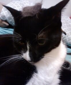 KONG - Cat ZoomGroom Purple 41 61U6xI0ZWqL