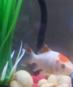 API AQUARIUM SALT Freshwater Aquarium Salt 67-Ounce Box (Packaging May Vary) 67 oz Aquarium Treatment 37 61U7xbR3uXL