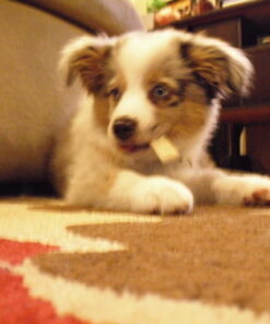 Virbac C.E.T. Enzymatic Oral Hygiene Chews, Small Dog, 30 Count,Beef,0.65 pounds 8.4 Ounce (Pack of 1) Blue 21 61UJqEM9AQL