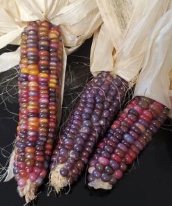 Glass Gem Indian Corn Heirloom Seed - The Most Beautiful Corn in the World! 32 61UPQQbbS8L