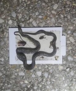 Tomcat Glue Boards (Captures Mice and Other Household Pests, Eugenol Formula, 4-Pack) 28 61URXeKvMyL