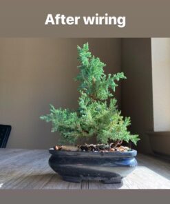 Anodized Aluminum Bonsai Training Wire 5-Size Starter Set with Canvas Bag - 1.0mm, 1.5mm, 2.0mm, 2.5mm, 3.0mm (147 feet total) - Choose Your Color (5 Sizes, Brown) 5 Sizes 30 61UTqWgJpSL