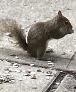 GERBS Jumbo Raw Whole Sunflower Seeds, 32 ounce Bag, Unsalted, Top 14 Food Allergen Free, Non GMO, Vegan, Keto, Paleo Friendly 2 Pound (Pack of 1) 23 61UXjosPZ2L