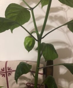 Moruga Scorpion Pepper - Grow Your Own Hottest Pepper in the World! - 2,000,000SHU 3oz/85gr 22 61UcvrhR5L 1