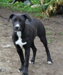 IAMS Smart Puppy Large Breed Dry Dog Food with Real Chicken, 30.6 lb. Bag 30.6 Pound (Pack of 1) 44 61UhyCluXeL