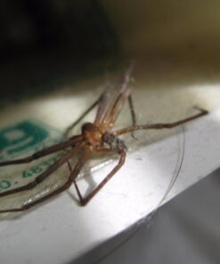 Catchmaster Mouse & Insect Super Glue Traps 30PK, Mouse Traps Indoor for Home, Extra Strength Sticky Pest Control Adhesive Tray for Catching Bugs, Rats & Rodents, Non Toxic Bulk Pre-Baited Glue Boards 50 61Ux6BNaG9L