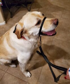 PetSafe® Gentle Leader® Headcollar, No-Pull Dog Collar, Large 60-130 Lb., Black 26 61Uy65wjWxL