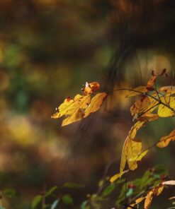 Tamron SP 150-600mm F/5-6.3 Di VC USD G2 for Nikon Digital SLR Cameras 57 61UzLAWONEL