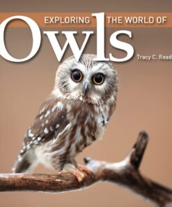 Exploring the World of Owls