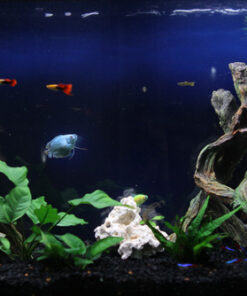 Marina Decor Mangrove Root, Large 32 61V4hFXc UL