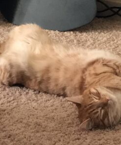 Hill's Science Diet Adult Chicken Recipe Dry Cat Food, 7 lbs., Bag 36 61V7LN7fQcL