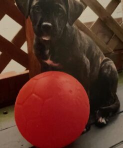 Dna My Dog Essential Test –Breed ID Test Mixed Breed Identification, Personality Traits, for Puppies to Adult Dogs, Non-Invasive Cheek Swab 33 61V8f833JjL