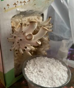 Back to the Roots Organic Oyster Mushroom Grow Kit, Harvest Gourmet Mushrooms In 10 Days 1 Count (Pack of 1) 81 61V9JynoKEL