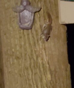 Tree Face Bird Feeder (Hand Painted) Fun Outdoor Decor Includes Glow in The Dark Eyes 28 61V9bu03GmL