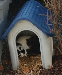 always-quality Indoor Outdoor Dog House Small to Medium Pet All Weather Doghouse Puppy Shelter Blue 24 61VHyhkErgL