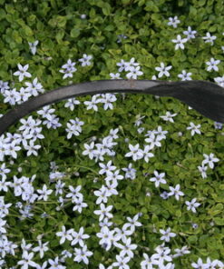 CobraHead® Original Weeder & Cultivator Garden Hand Tool - Forged Steel Blade - Recycled Plastic Handle - Ergonomically Designed for Digging, Edging & Planting - Gardeners Love Our Most Versatile Tool 55 61VN T6WxcL