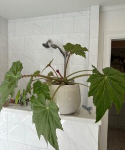 AgroMagen, GrowSafe Bio-Pesticide For Spider, Organic Natural Miticide, Fungicide and Insecticide, (8.5 fl.oz.) 8.5 Fl Oz (Pack of 1) 31 61VS g90gxL