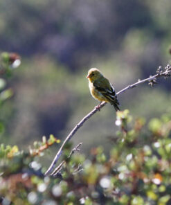 Canon EF-S 55-250mm f/4.0-5.6 is II Telephoto Zoom Lens Base Standard Packaging 46 61VSYg2e6L