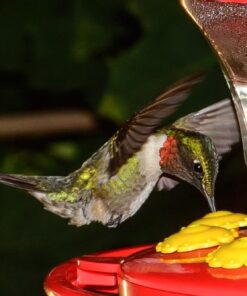 First Nature 993091-546 16 oz. Hummingbird Flower Feeder 31 61VT15AGsvL