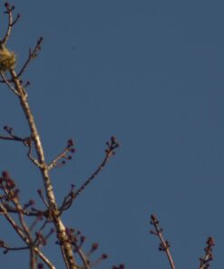 Opteka 500mm/1000mm f/8 Manual Telephoto Lens for Nikon F-Mount D6, D5, D4, DF, D850, D810, D780, D750, D700, D610, D500, D7500, D7200, D7100, D5600, D5500, D5300, D5200, D3500, D3400, D3300, D3200 46 61VVAb68PBL