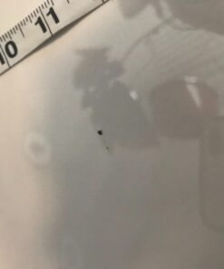 Siser EasyWeed HTV Sheets 12 inch by 15 inch - 12 Pack Starter Bundle 37 61VVxkgV9yL