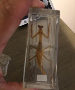 REALBUG Praying Mantis Paperweight (1 5/8 x 4 3/8 x 1 1/8") 11 61VWKKHdzhL