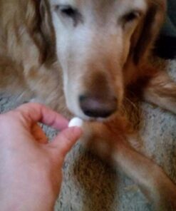 Ample Nutrition Complete Pet Prebiotic + Probiotic for Dogs & Cats, 60ct Pork Flavored Pearls 32 61VeZhUbybL