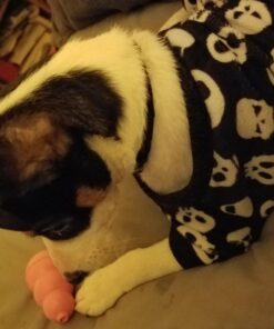 KONG - Puppy Toy Natural Teething Rubber - Fun to Chew, Chase and Fetch - for Small Puppies - Blue 37 61Vjyp2wr0L