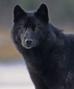 Alternative view of A Wolf Called Romeo Paperback, Illustrated