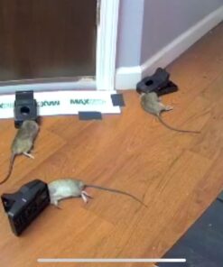 Kat Sense Rat Traps That Work Indoor & Outdoor for Instant Kill Results, Set of 8 Large Reusable Snap Traps for Mice Chipmunks 'N Squirrels 8 Piece 28 61VonbuHGRL