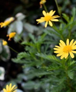 Nikon AF-S NIKKOR 35mm f/1.8G ED Fixed Zoom Lens with Auto Focus for Nikon DSLR Cameras Lens Only Standard Packaging 62 61VpYQHJenL