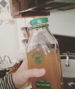 Quarter Cup Florida Sun Kefir Exclusive LIVE Prickly Pear Cactus Nodules Virgin Water Kefir Grains Unused 37 61Vuxf4QKnL