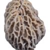 Backyard Morel Mushroom Growing Kit - MOREL HABITAT KIT ® 7 61W m1UPhwL