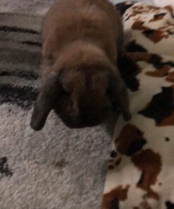 Petmate Booda Dome Cat Litter Box for Indoor Cats , Titanium, Made in USA One Size 48 61W0PX9ULeL