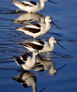 Nikon D610 24.3 MP CMOS FX-Format Digital SLR Camera (Body Only) Body Only Base 64 61W5YcVyzgL