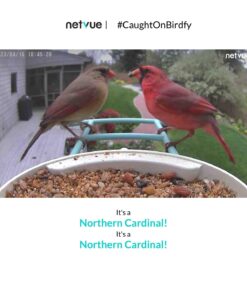 NETVUE Birdfy AI - Smart Bird Feeder with Camera + Solar Panel, Free AI Forever, Auto Capture & Identify 6000+ Bird Species, Bird Videos for Birdwatching, Ideal Gift for Bird Lover Solar Blue 42 61WHVmbplyL