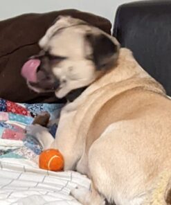 Purina Busy Bone Made in USA Facilities, Long Lasting Small/Medium Breed Adult Dog Chews, Peanut Butter Flavor - 6 ct. Pouch 6 Count (Pack of 1) 31 61WN7iAurvL