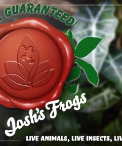 Alocasia 'Tiny Dancers' 8 61WNi1YuNS