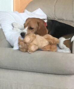 Aurora® Adorable Flopsie™ Goldie™ Stuffed Animal - Playful Ease - Timeless Companions - Brown 12 Inches Single 27 61WRDKHG8UL