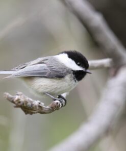 Hoya 77mm HMC UV (C) Digital Slim Frame Multi-Coated Glass Filter 17 61WRirJJ60L