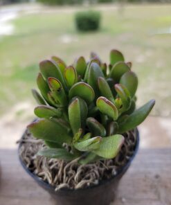 Hobbit Jade Plant - Crassula ovuta - Easy to Grow - 4.5" Pot 20 61WSjt9RK7L
